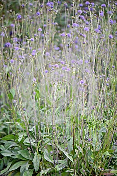 Devil`s-bit scabious, Succisa pratensis, flowering plants photo